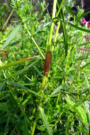 Bug on Stem