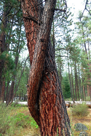 Twisted Ponderosas