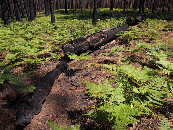 Bracken Ferns