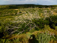 Mesa - July 2010