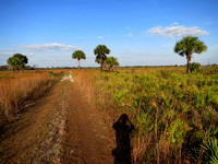 Myakka - Nov 2012