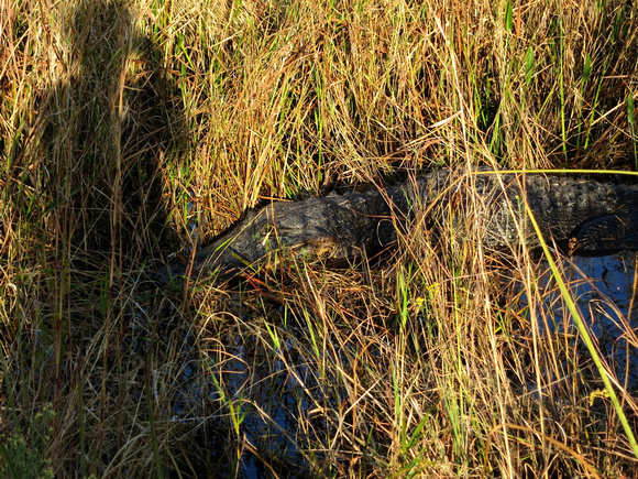 Gator - Nov 2012