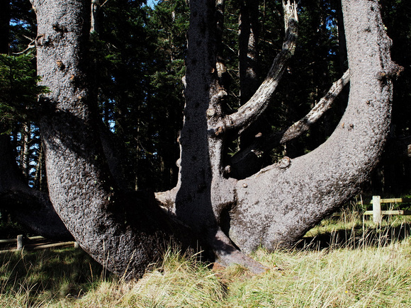Octopus Tree