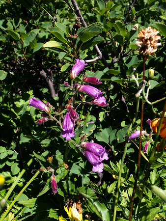 Serrulate Penstemon