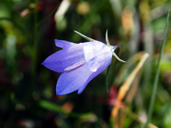 Scotch Bluebell