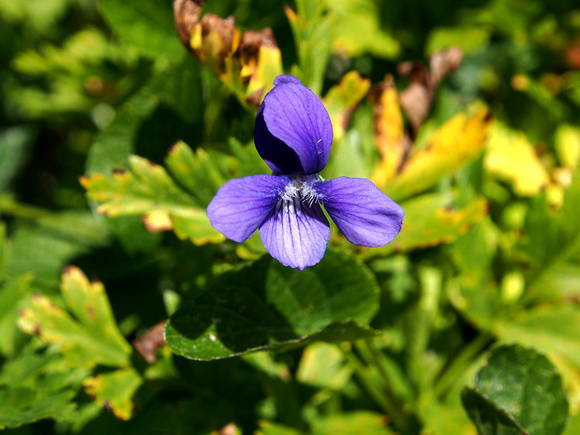 Howell's Violet