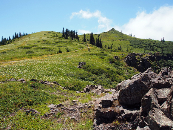 Rocks and Firs