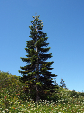 Subalpine Fir