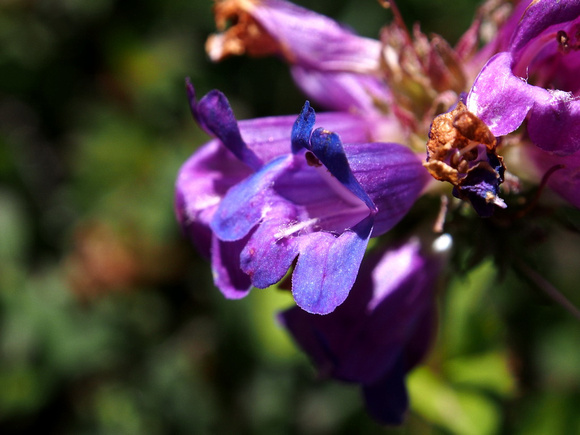 Serrulate Penstemon Detail