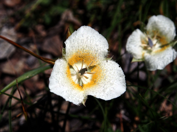 Subalpine Mariposa Lily