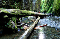 Fallen Tree