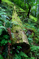 Along the Trail