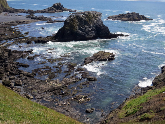 Sea Lions