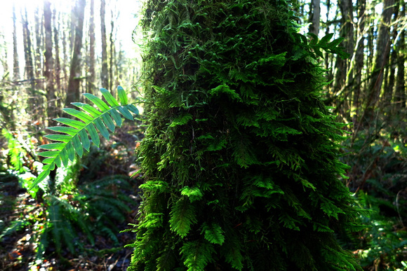 Moss and Licorice Fern