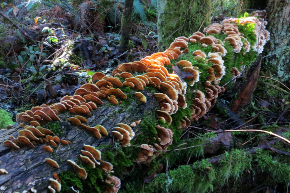 Turkey Tail Colony