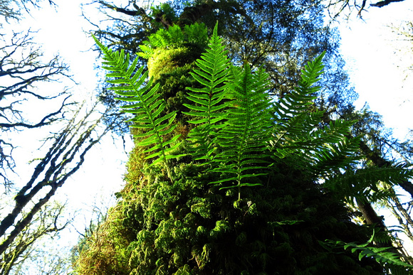 Licorice Ferns