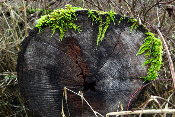 Mossy Rings