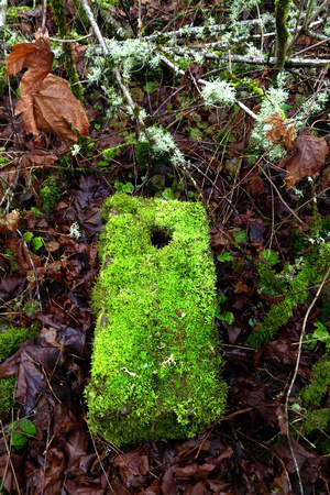 Old Bird House