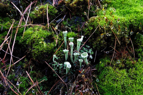 Pixie Cup Lichen